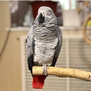 Bella African Grey for sale