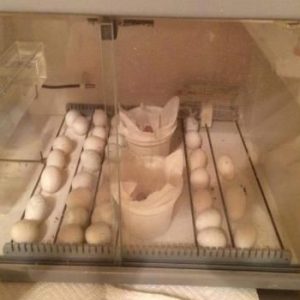 African Grey Parrot Eggs