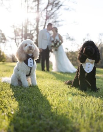 Wedding photo with dogs wearing tuxedo bandanas